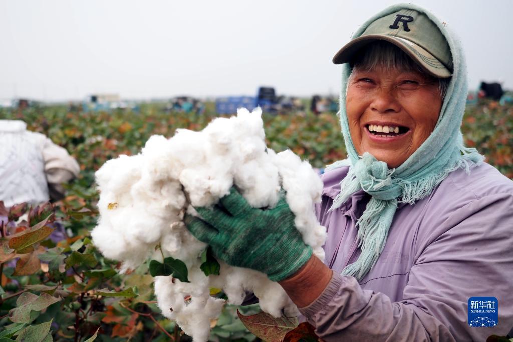 菠菜老平台